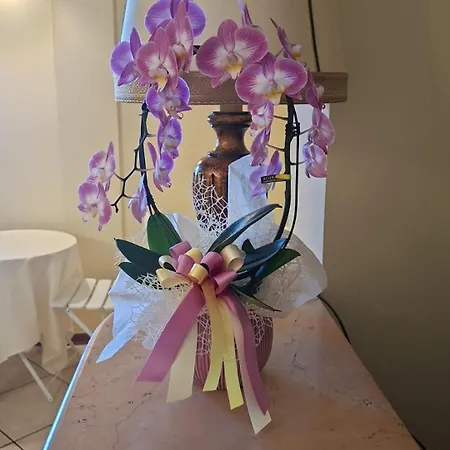 Le Di Lucia